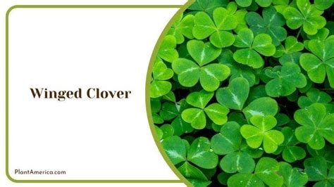 5 Plants That Look Like Clover Discover The Lookalikes Plant America