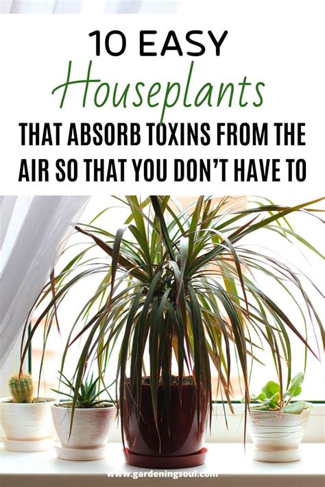 10 Easy Houseplants - Gardening Soul