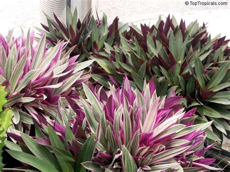 Tradescantia Spathacea Rhoeo Spathacea Tradescantia Discolor Boat