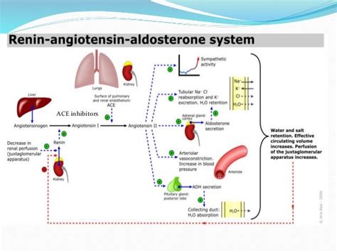 Aldosterone