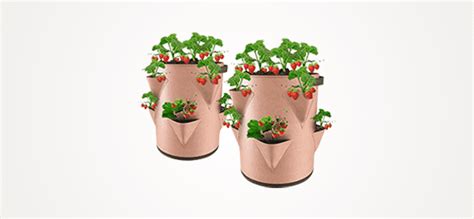 10 Best Strawberry Planters Buyer Guide