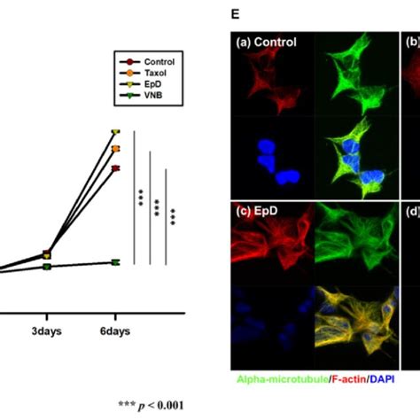 Gene Expression Analysis Of Mfn1 Mfn2 Opa1 And Drp1 In Microtubule