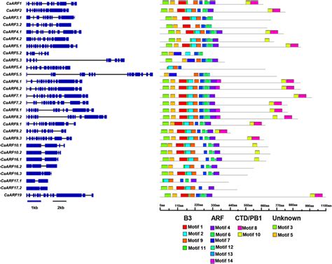 Gene Structure And Motif Organization Of Arf Genes In Chickpea Left