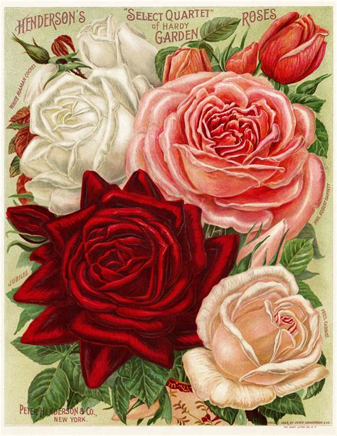 White, Pink and Red Roses ~ Free Vintage Image - The Old Design Shop