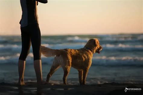 Golden Retriever Guia Completo Tudo O Que Voc Precisa Saber Sobre