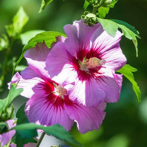 Types Of Hibiscus Exploring Different Species And Varieties