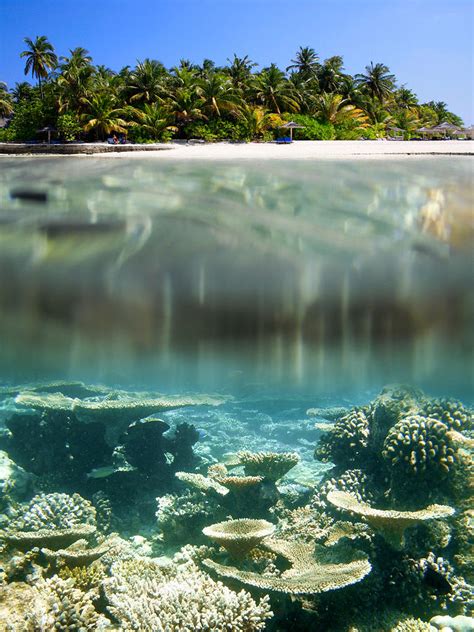 snorkeling at Maldives Photograph by Elena Niccolai