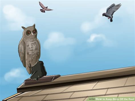 Ways To Keep Birds Off The Roof Wikihow