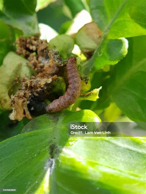 The Larvae Of Cashew Apple Fruit Borer And Thier Symptoms Injure On