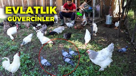 Evlatlık Güvercinler Kekliğim Ölmüş Rutin Çiftlik İşleri Gurk