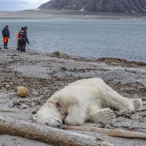 Polar Bear Shot Dead After Attack On Arctic Tourist Ship Guard South China Morning Post