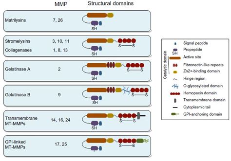 Nonproteolytic Functions Of Matrix Metalloproteinases In Pathology And