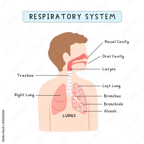 Human respiratory system infographic for kids study, school curriculum ...