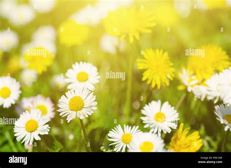 Spring flowers meadow Stock Photo - Alamy