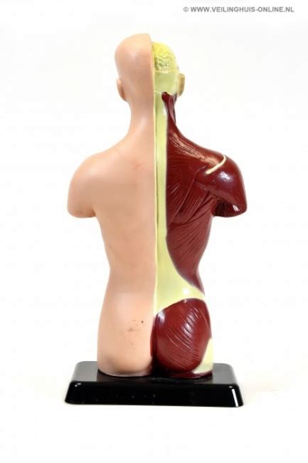 Veilinghuis Online Kavel Details Anatomisch Model