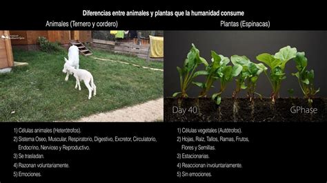 Como Diferenciar Um Animal De Uma Planta - Como Diferenciar Um Animal De Uma Planta - ZULEDU