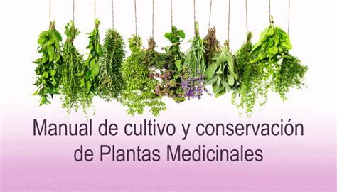 Manual De Cultivo De Plantas Medicinales Artofit