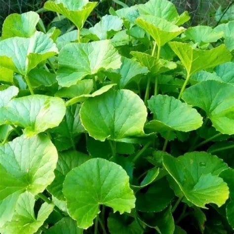 Jual Daun Antanan Segar Daun Pegagan Murah 1Kg Obat Tradisional