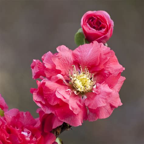 Double Take Pink Chaenomeles Spring Meadow Wholesale Liners