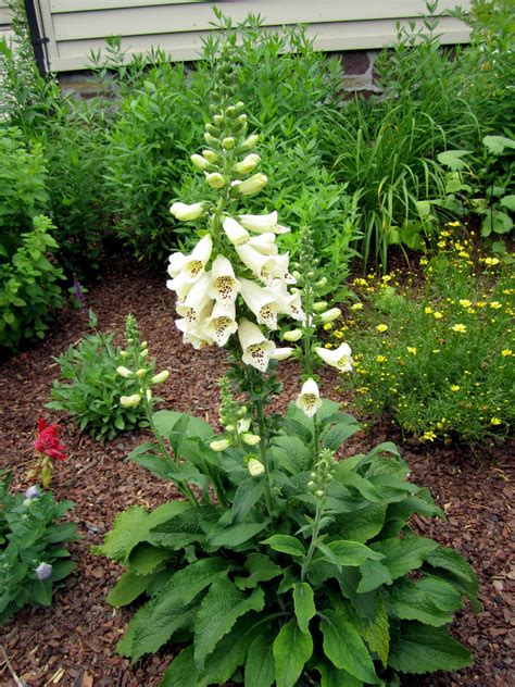 Foxgloves Rediscovering An Old Fashioned Garden Plant