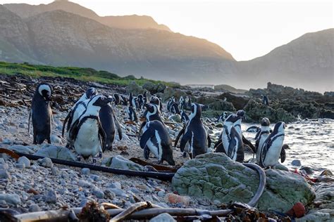 African Penguin Habitat