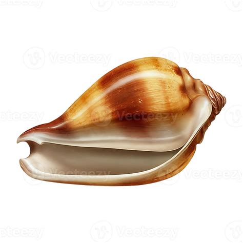 Clam Shell On Transparent Background Highly Detailed 46823215 Png