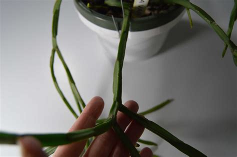 Rhipsalis Paradoxa Subspecies Septentrionalis Epiphytic Cacti