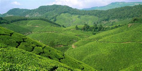 Munnar – Kerala – Hills of India