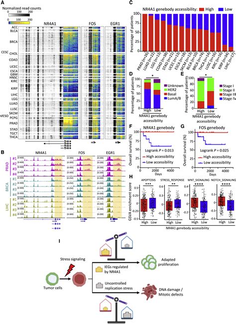 NR4A1 regulates expression of immediate early genes, suppressing ...
