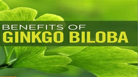 11 Possible Benefits Of Ginkgo Biloba Youtube