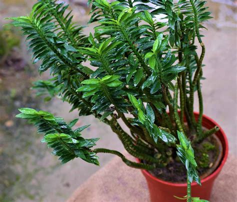 Pedilanthus Devil'S Backbone Plant - Nestreeo.com