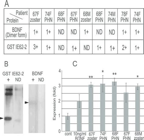 Reactivity Of Sera From Patients With Zoster And Phn To Ie62 And Bdnf