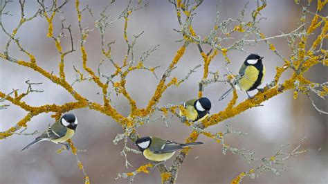 Great tits on a branch during winter in France Eric Ferry Alamy 鹰角分享博客