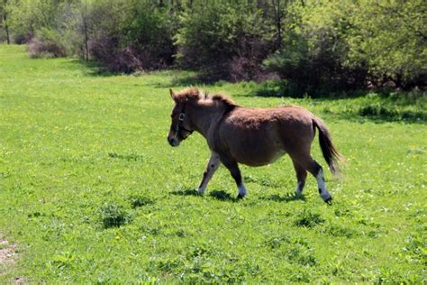 Miniature Pony Free Stock Photo - Public Domain Pictures