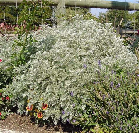 Artemisia Powis Castle Urban Tree Farm Nursery