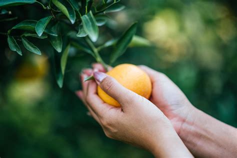 Bunch Of Ripe Oranges Hanging On A Orange Tree Stock Photo At