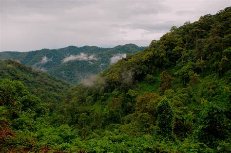 Bwindi Impenetrable Forest National Park Uganda African Safari Treks