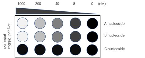 Human Dot Blot Technique Evevery