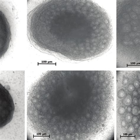 Photomicrographs Of Mouse Ovaries Under An Inverted Microscope During