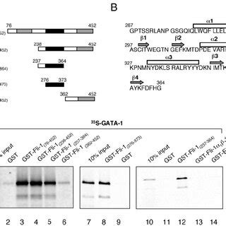 GATA Domains Required For The Fli 1 GATA 1 Interaction A Schematic