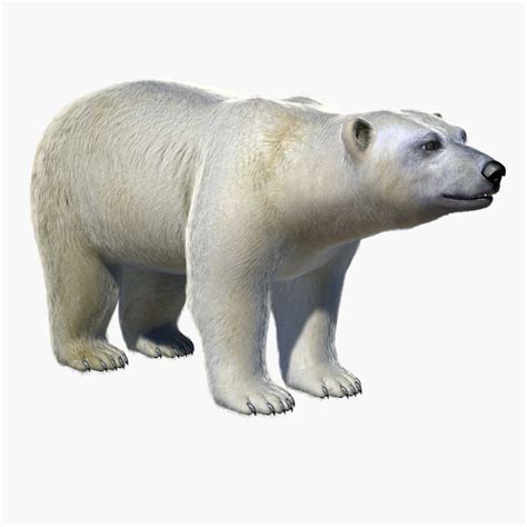 Polar Bear Free D Model Obj Stl Free D