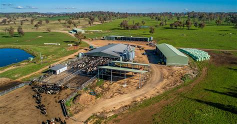 One Of Australia S Top Dairy Farms Milking 1000 Cows For Sale Walk In