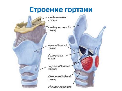 Лечение рака гортани в Израиле клиники отзывы