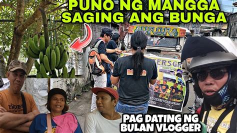 Punong Mangga Saging Ang Bunga Ang Bonding Sa Aming Pag Dating Pilar