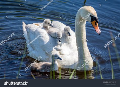 17,899 Cygnet swans Images, Stock Photos & Vectors | Shutterstock