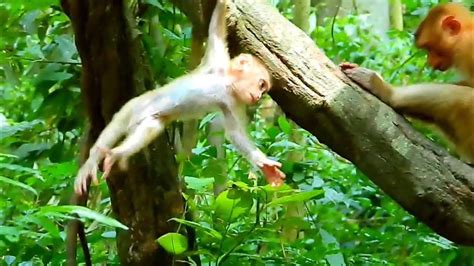 Amazing Baby Monkey Lucie Cute Baby Monkey Lucie Flies From The High