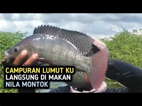 Umpan Mancing Ikan Nila Dari Bahan Alami Campuran Lumut Youtube