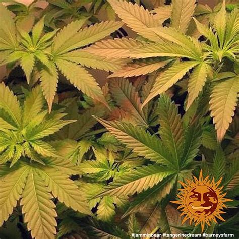 Tangerine Dream™ Cannabis Seeds Barneys Farm®