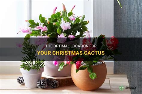 The Optimal Location For Your Christmas Cactus Shuncy