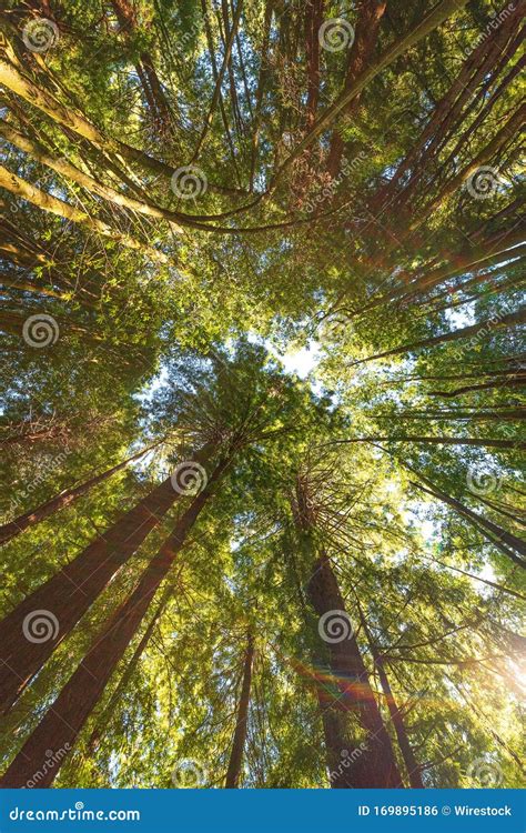 Low Angle Shot Of Tall Trees In Redwood Forest Navarro California